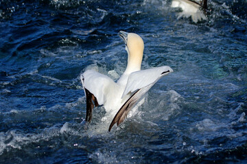 Gannets diving for fish in the North sea off the Yorkshire cost