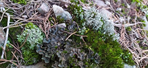 Lichen fusion