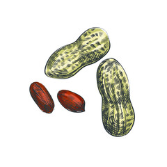 Colorful watercolor Hand-drawn sketch of nuts. Peeled peanuts and  peanuts in shells