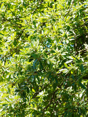 (Quercus cerris) Feuillage dense vert sombre du chêne chevelu ou chêne de Bourgogne aux fruits ou glands écailleux en été