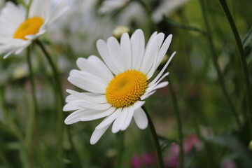 Obraz premium Chamomile