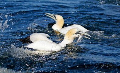 Gannets diving for fish in the North sea off the Yorkshire cost