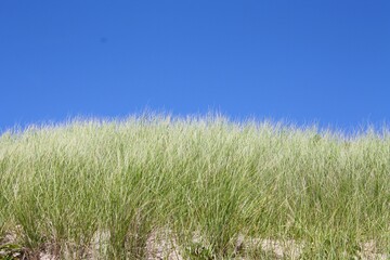 Fototapeta premium grass on the beach