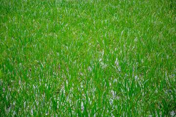 Abandoned wild pond with mud in the middle of the city park