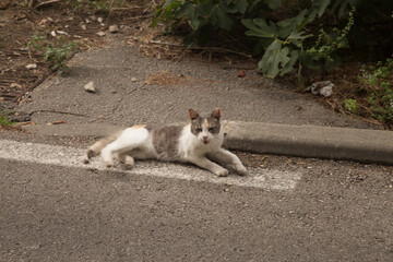 Naklejka na ściany i meble cat laying at sidewalk 
