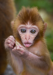 cute Baby Monkey eating in a forest