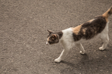 cat walking down the street