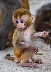 cute Baby Monkey eating in a forest
