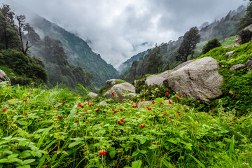 Selective focus meadow flowers, beautiful fresh morning with dew on petal  at high altitude alpine region of himalayas at Triund trail Himachal Pradesh. Monsoon landscape blurry natural background. © anjali04