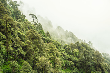 Forested mountain slope with the evergreen conifers shrouded in mist in a scenic landscape view at Mcleod ganj, Himachal Pradesh, India.