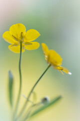Macro of a flowering wild buttercup in spring