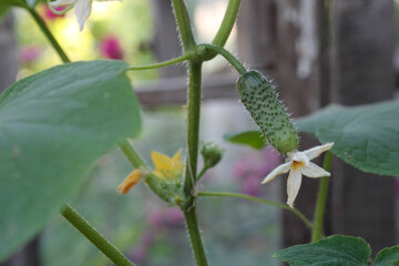 A small cucumber with inflorescences grows in the garden in the summer. Close-up.