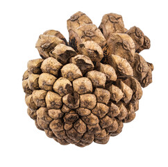 Pinecone isolated on white background with clipping path