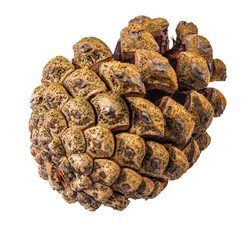 Pinecone isolated on white background with clipping path