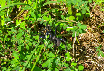 Trap door spider