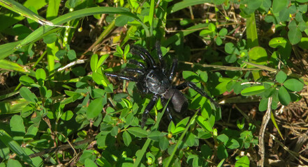 black and white spider on the ground