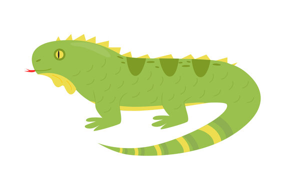 Illustration of an iguana. Lizard character