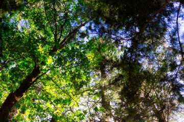 Fototapeta premium Forest Light