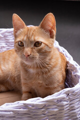 Fototapeta na wymiar A ginger cat sitting in cozy basket, vertical