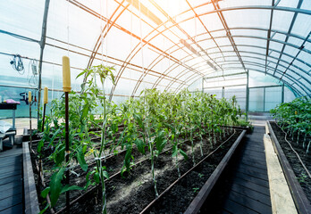 Plants growing in a plant greenhouse. Agriculture