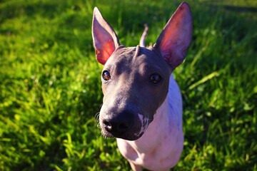 American Hairless Terrier