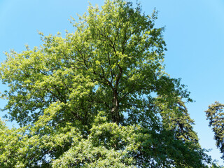 Houppe du Quercus cerris ou chêne chevelu au feuillage vert sombre sous un ciel bleu