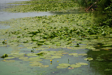 A close view of the surface of a reservoir of a water lily overgrown with a plant. Blooms in yellow. A lot of greenery