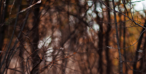 Beautiful autumnal forest into the morning light