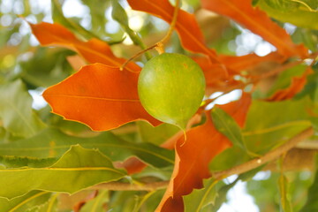 macadamia nut on tree showing its green shell among foliage
