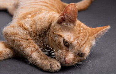 Fototapeta premium kitten sleeps on the grey paper, horizontal
