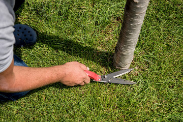 Professional gardener pruning a grass with garden scissors