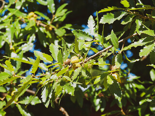 Quercus cerris, chêne chevelu aux rameaux garnis d'un feuillage vert sombre, oblongues, marginé...
