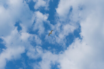 lonely seagull flying in the cloudy sky