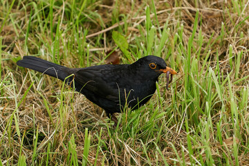 Blackbird (Turdus merula) in its natural enviroment