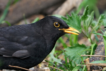Blackbird (Turdus merula) in its natural enviroment