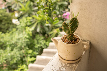 Top-down VIew - Bunny Ears Cactus in Vintage Teapot Pot on Old Balcony with Plants - Green Leaf Background