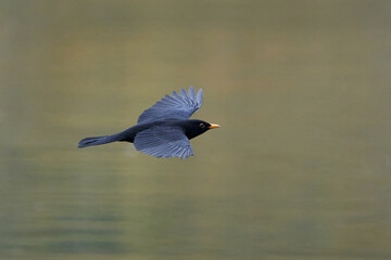 Blackbird (Turdus merula) in its natural enviroment