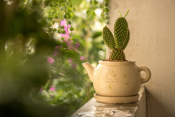 Bunny Ears Cactus in Vintage Teapot Pot on Old Balcony with Plants - Green Leaf Background