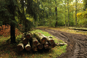 Road through a colorful autumn forest.