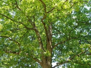 Obraz premium Quercus cerris, Sous un chêne chevelu ou chêne de Bourgogne, grand arbre au feuillage dense plus ou moins ondulé de couleur vert luisant en dessus, plus pâle en dessous en été