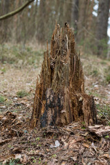 rotten stump with spruce needles stands in the forest
