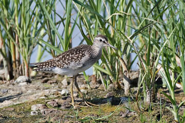 Wood sandpiper (Tringa glareola)