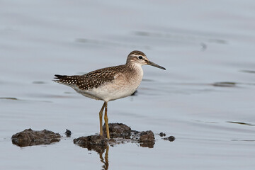 Wood sandpiper (Tringa glareola)