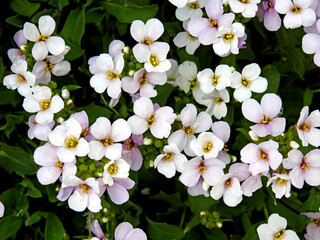 roslina o bialych kwiatach o nazwie ubiorek gorzki rosnaca powszechnie w ogrodach przydomowych  w miescie bialystok na podlasiu w polsce