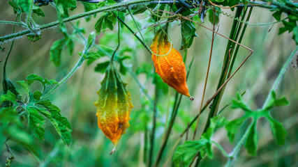 Momordica or karela (Momordica charantia)
