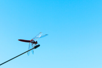 Fototapeta na wymiar Dragonfly on an antenna against a blue sky. Dragonfly silhouette against a blue sky. Place for an inscription.