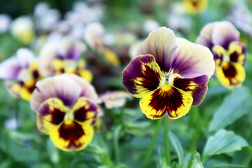 Viola tricolor flowers in the garden