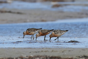 Red knot (Calidris canutus)
