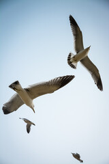 Seagulls flying together around me