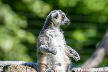 Lemur at Furuviks Zoo, Sweden